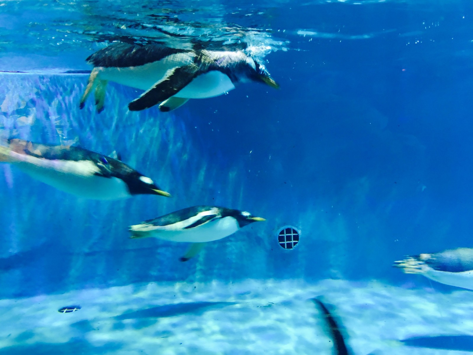 Grandview Aquarium-guangzhou